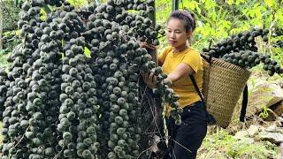 Harvest forest fruits - make a rig of squash l Lý Thị Sai