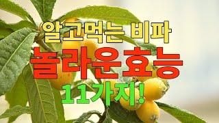 비파와 절대로 함께 먹지마세요! 암과 치매에 걸릴수 있습니다! [비파효능] 무심코 먹던 음식이 우리의 건강을 망칠 수 있습니다  ||  알고먹는 비파 놀라운 효능