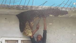 How to Extract honey from Beehive || how to collect honey from a beehive || honey beehive