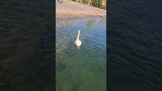 Also, this swan enjoys this beautiful lake and lakeside promenade at Verbania, Lago Maggiore, Italy