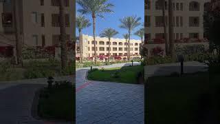 #egypt #цветы #египет #отель #отдых