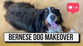 HUGE UNDERCOAT REMOVAL | Bernese Mountain Dog