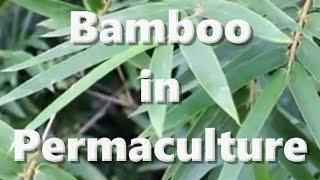 Bamboo in Permaculture with Brendon McKeon "Living Permaculture" Episode 1