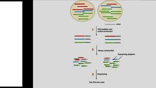 RNAseq | Discovering transcriptome | Software/biotech techniques used