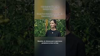 Рівномірний налив плодів томатів. Як збалансувати одночасне дозрівання різних китиць?