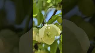 토종 바나나(으름덩굴) 암.수꽃이 달라요!#한국바나나 #백화으름 #홍화으름