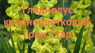 Гладиолус крупноцветковый Грин Стар (gladiolus)  обзор: как сажать, луковицы гладиолуса Грин Стар