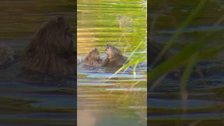 #Unbelievable! #Beaver #wrestling in the #water! #wow #Unglaublich! #Biber #Ringkampf im #Wasser!