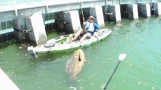 World Record Goliath Grouper Caught in a Kayak! Chew On This