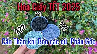 Hãy cẩn thận Khi Bón Phân Gốc cho Hoa Giấy TẾT !!!