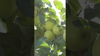 Қала мен ауыл тең өмір сүруі үшін не істеу керек?