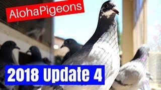 Homing Racing Pigeon 2018 Update 4, Teaching Young Birds To Trap