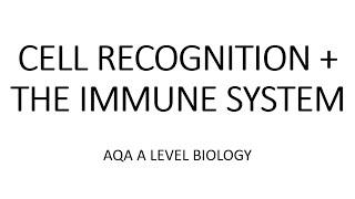 CELL RECOGNITION + THE IMMUNE SYSTEM - AQA A LEVEL BIOLOGY + EXAM QUESTION RUN THROUGH