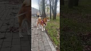 Лисица #лисица#лиса#лисаалиса#лисичка#лисичкина#лисички#лисин