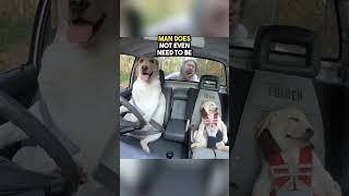 He taught his dogs how to drive ️