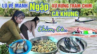 LŨ VỀ MẠNH NGẬP NHƯ BIỂN XỨ RỪNG TRÀM CHIM - QUÁ NHIỀU CÁ TO Ở CHỢ TAM NÔNG