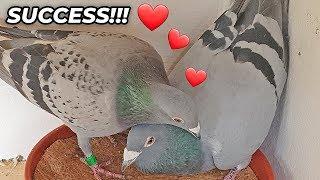 Super Fast Pigeon Pairing SUCCESS!!