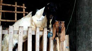 krycie koni zimnokrwistych sokólskish 29 march 2021 | Goat farming in village