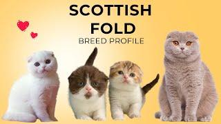 Scottish Fold Cat Breed Profile History - Price - Traits - Grooming Needs - Lifespan