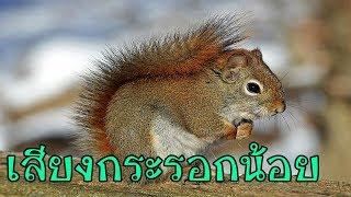 เสียงกระรอกร้องหลายตัว เรียนรู้เสียงสัตว์