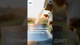  Сколько молока в сутки дает самая продуктивная корова в России!
