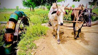 Traditional Rataht Technology | Bull Powered Water Irrigation Technology | Old Irrigation System