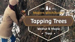 HOW TO TAP TREES #WALNUTSYRUP #MAPLESYURP #TAPPINGTREES