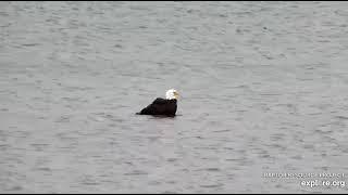 Kąpiel bielika - Mississippi River -  13 10 2021