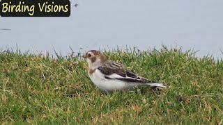 Snow Buntings - spring and fall migration | Birds of Norway
