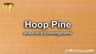 Hoop Pine (araucaria cunninghamii)