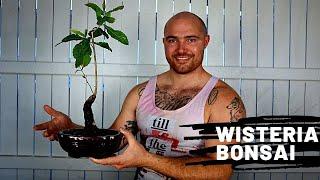 Making a Wisteria Bonsai | Wisteria Bonsai care and maintenance