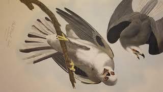 St. Louis Public Library - Rare Books and Manuscripts