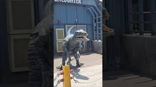 Blue the Raptor at Jurassic World Universal Studios Hollywood #shorts #viral #universalstudios