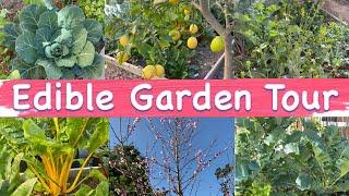 BACKYARD EDIBLE GARDEN TOUR