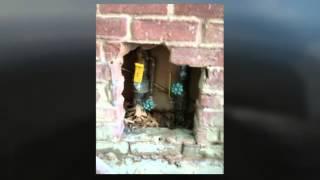 Detroit Raccoon Removal 1-888-228-6073