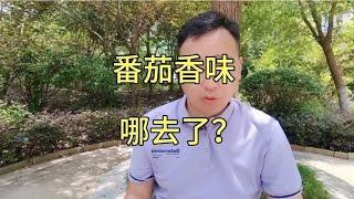 西红柿消失的香味究竟哪去了？如何吃到小时候的味道？