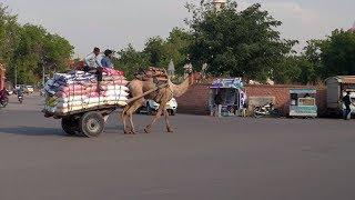 Bikaner - City Tour TukTuk - Red City - Rajasthan - India