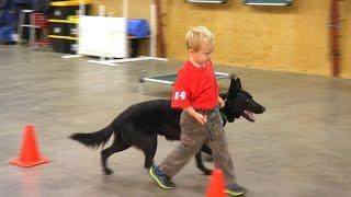 Kids & Protection Dogs "Classified" Home Raised Personal Protection Dog For Sale