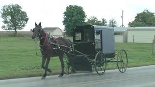 Amish Horse and Buggy