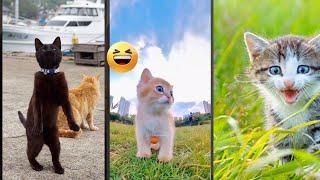 Cute Cats  kitten meowing  #mewmew #9412