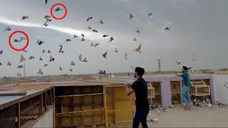 New pigeons ko open kia or 2 kabutar kaise Nikal gaye 