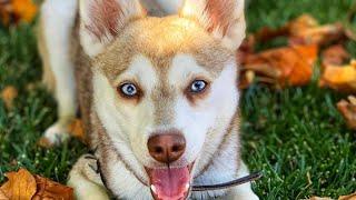 Alaskan Klee Kai - Top Dog Facts About the Klee Kai That You Must Know!