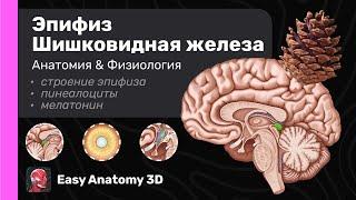 Эпифиз. Шишковидная железа: Анатомия & Физиология | Мелатонин | Easy Anatomy