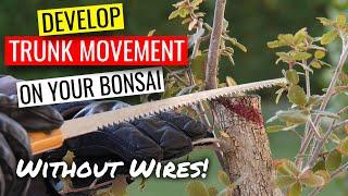 Bonsai trunk chop | how to develop trunk movement