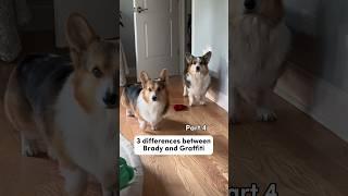 3 Differences Between My 2 Corgis #dogs #corgi
