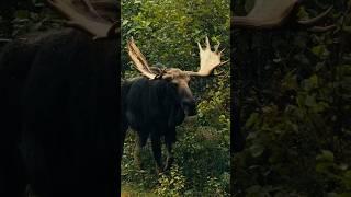 56” Bull Moose at 12 yards with a bow! Watch at the link above ️