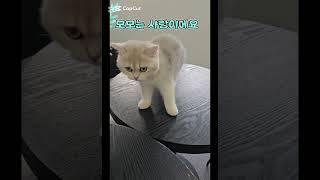 모모는  사랑이에요 #천안아산역환승센터 #천안아산역이편한세상시티 #천안아산역무빙워크 #하늘2부동산