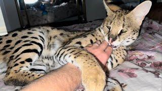 Petting a Grown Up Wild Serval Serval Cat