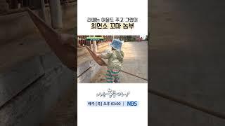 이게 사실? 3살 꼬마 농부! 소밥 주는 폼 미쳤다