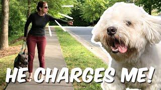 A Little Dog Charges Me: What To Do